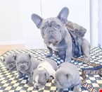 French Bulldog .whatsapp me at:+44 7453 907158