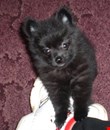 Cute Pomeranian puppy