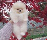Beautiful Pomeranian Puppies For Sale