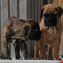   BullMastiff Puppies For Sale 