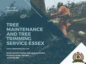 TREE MAINTENANCE AND TREE TRIMMING SERVICE ESSEX
