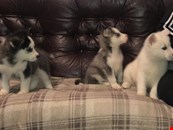 Husky Pups For Sale