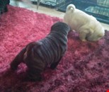 Ready Now! Chunky Kc Registered Shar Pei Pups