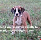 The Boxer has a short, smooth, shiny coat