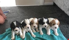 Beautiful cocker spaniels