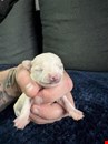 Charming Chihuahua Puppies Ready