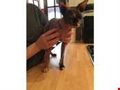 Spyhnx cat in Manchester 