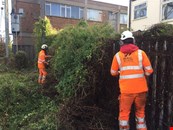 Vegetation Management Services in Rochford and Essex.