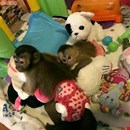 playful  pygmy marmoset Capuchin monkeys,.whatsapp me at:  +44 7453 907158