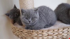 Stunning British Shorthair Kittens,..whatsapp me at: +44 7453 907158