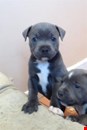 Stunning  Bull Terrier,blue, Blue staffordshire bull terrier puppies 1 boy 1 girl left.