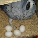 African Grey and macaw parrots For Sale .... whatsapp me at: +44 7453 907158