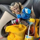 Pygmy Marmoset and capuchin Monkeys.whatsapp me at:  +44 7453 907158