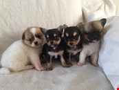 I have available 4  broken litter beautiful puppies.Chihuahua & Pomchi 