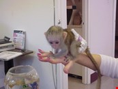 Diaper trained baby capuchin monkey for adoption