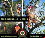 TREE SURGEON ESSEX | Essex's Leading Tree Surgeons