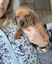 dachshund puppies for sale