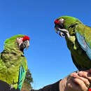 Pair Of Military Macaw Parrots For Sale