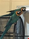 2  Year Old Baby Macaw