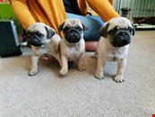 MUST GO to new home