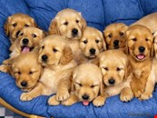 Adorable Retrievers for Adoption