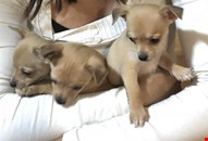 Beautiful Male and Female Chihuahua Puppies