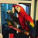 healthy exotic pets | cats for sale | parrots for sale