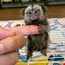 Lovely  Capuchin & Finger Marmoset Monkeys for sale