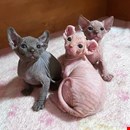 Beautiful Sphynx Kittens..whatsapp me at: +44 7453 907158