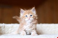 Beautiful maine coon kittens for sale