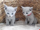 Full Pedigree Russian Blue Kittens,..whatsapp me at: +44 7453 907158
