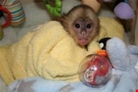 Cute Little Female Capuchin