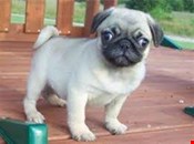Fawn Pug puppies ready now for adoption
