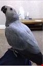 Tame African Grey Parrot In Need Of A Good Home