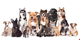 Web Design For Small Business Growth