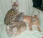Acquire exotic pets online - Parrots and kittens: Buy now