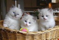 Gorgeous Gccf Ragdoll Kittens,..whatsapp me at: +44 7453 907158