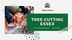 Best Tree Cutting Service In Essex | Valiant Arborist