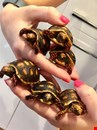 Tortoise Babies - Cb18