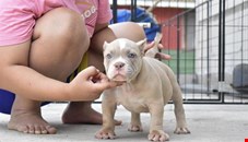  American Bully puppies for sale 