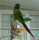 Conure Parrot Pet Bird £90