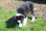 Pedigree Border Collie Pups