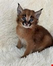 Caracal Kittens WhatsApp: +27842597191