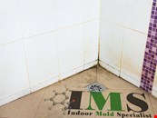 Mold Protocol port Charlotte