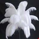 White ostrich feathers for wedding decoration