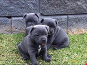 Gorgeous KC Reg Blue Staffordshire Bull Terrier Puppies