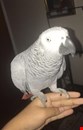 African Grey