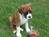 Stunning Boxer Puppies , Tailed And Bob Tail