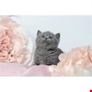 Family friendly britsh shorthair kittens for sale